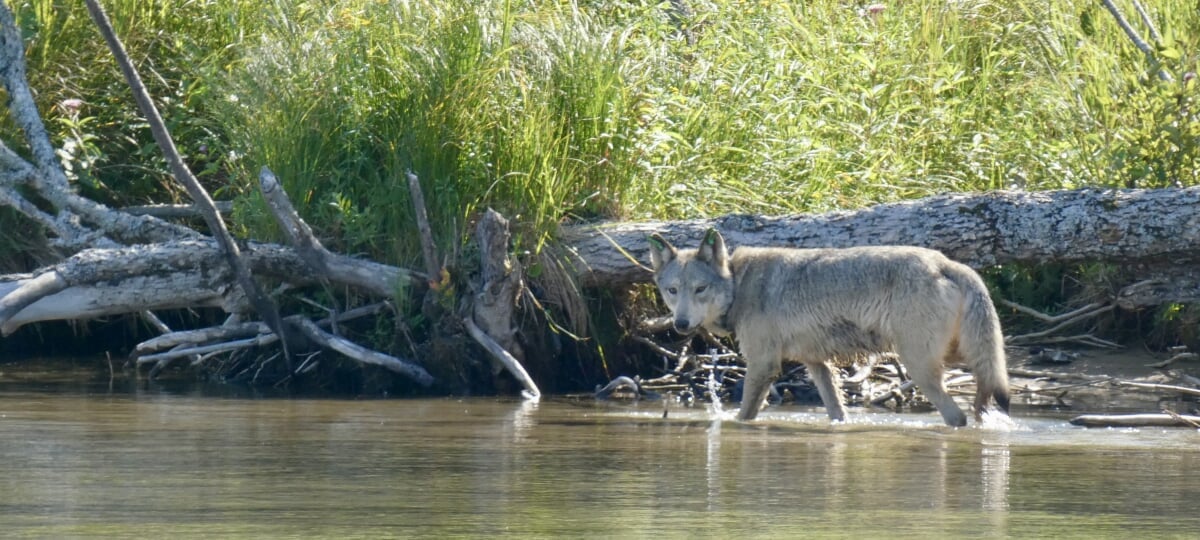 A wolf wades in water near the shore covered in grass and a fallen tree.