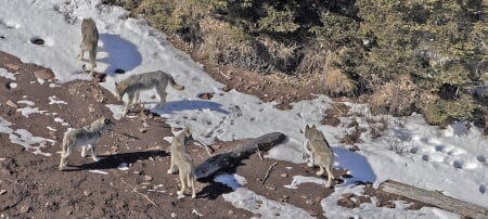 A pack of wolves walking on a snow-covered beach.