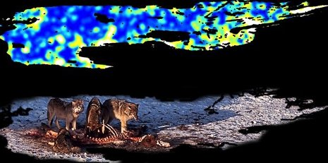 Isle Royale National Park, where moose carcasses, like the one on which wolves are feeding in the lower map, produce pulses of nutrients that affect soil fertility, decomposition, and the nutrition of plants growing nearby (yellow-white zones in upper map).