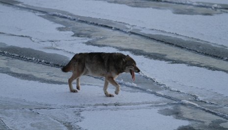 In late January, the Chippewa Harbor Pack chased this one wolf out onto Todd Harbor. He may be the last surviving member of the Paduka Pack.