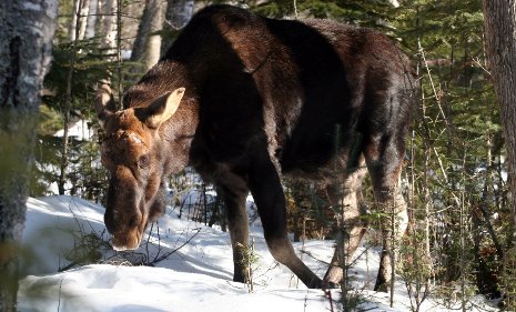 An Isle Royale moose prepares to bed down  in winter.