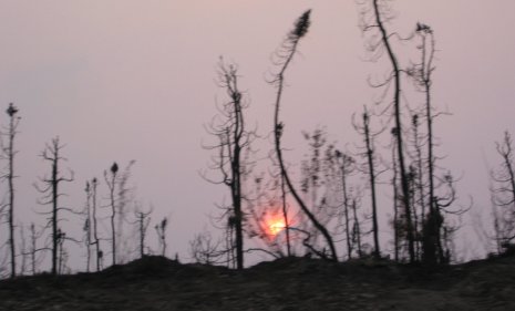 More extensive and more severe fires are turning Alaskan black spruce forests into carbon-emitting wastelands.