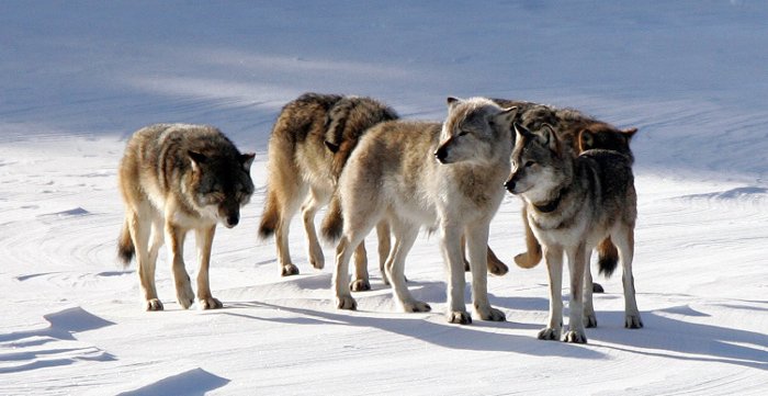 The large, lighter colored wolf in the center is the immigrant from Canada dubbed The Old Gray Guy. The wolf to the left is his daughter and mate, who died during 2010. Photo by John Vucetich