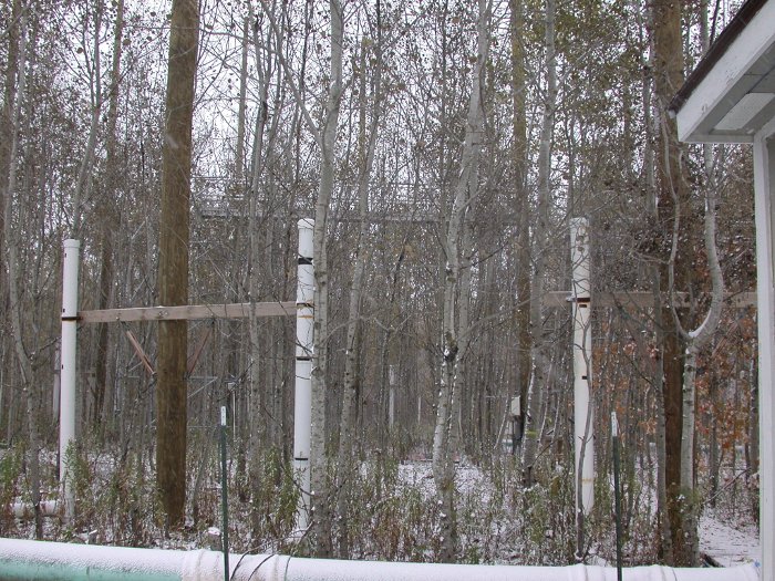 An Aspen FACE plot before it was harvested in 2009.