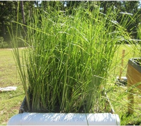 Vetiver grass growing in lead-contaminated soil in San Antonio, Texas.  Ramesh Attinti photo