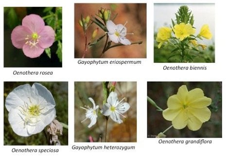 By comparing sexual and asexual species of evening primroses, pictured, Erika Hersch-Green demonstrated that sexual reproduction offers a significant advantage.