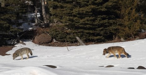 Romeo, one of the wolves that died in the mine shaft, is seen here following a female wolf in 2010. His eagerness to mate earned him his nickname.  