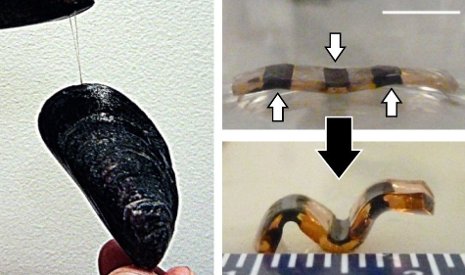 A hydrogel treated with dopamine and iron ions is flat under neutral conditions (top photo) and bends in an alkaline state. Michigan Tech's Bruce P. Lee borrowed chemistry found in the adhesive proteins of mussels, left, to make his hydrogel actuator.