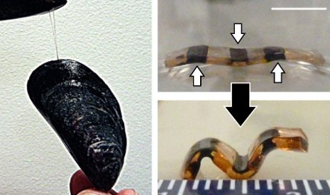 Hydrogel A hydrogel treated with dopamine and iron ions is flat under neutral conditions (top photo) and bends in an alkaline state. Michigan Tech's Bruce P. Lee borrowed chemistry found in the adhesive proteins of mussels, left, to make his hydrogel actuator.