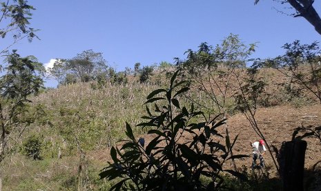 A highly cultivated corn field in Mexico borders a forest. The idea of payments is to encourage farmers to convert land such as the corn field to forest.