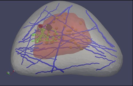 A "virtual breast" image, part of a software program designed by Michigan Tech's Jingfeng Jiang. Healthcare professionals could use the software to learn how to better read ultrasound elastography images, which are used to detect cancer.