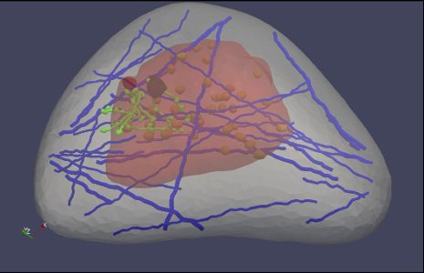 Virtual breast A "virtual breast" image, part of a software program designed by Michigan Tech's Jingfeng Jiang. Healthcare professionals could use the software to learn how to better read ultrasound elastography images, which are used to detect cancer.