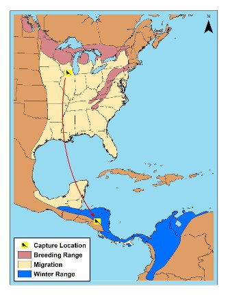 North and Central America map showing Golden-winged Warbler locations.