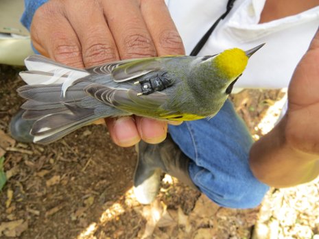 Golden-winged Warbler with a mini geolocator attached.