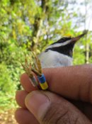 Banded bird.