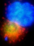 Green and red colors concentrated outside the blue nucleus.