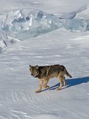 Wolf with radio collar.