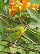 Bird on a branch.