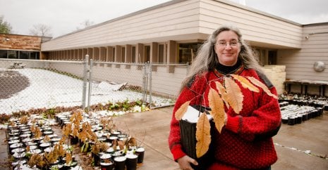 Greenhouse and soil lab manager Karena Schmidt holds one of the American chestnut seedlings.