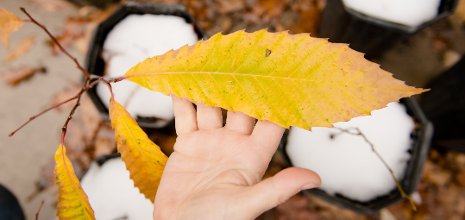 American Chestnut leaves.