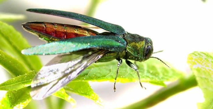 An emerald ash borer.