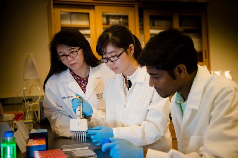 Xiaoqing Tang works with her students to study microRNA in pancreatic cells. Their findings could influence how to treat diabetes. 
