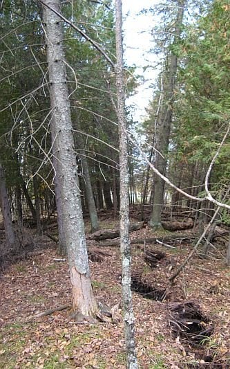 Crack in the earth through the woods.