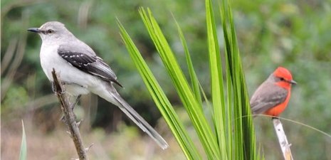 Mockingbird and Vermillion Flycatcher Biodiversity in bird communities indicates healthier ecosystems and may also be connected to local human communities' wellbeing.