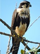 Aplomado falcon