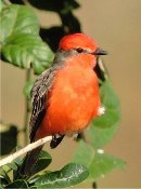 Vermillion flycatcher