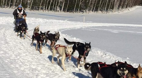 Mushing Dream Comes True for Tech Student Michigan Tech student Adam Schmidt fulfilled a lifelong dream by competing in last month's Iron Line sled dog race at the George Young Recreation Complex in Iron River, Michigan. The second-year chemical engineering major will compete in an 80-mile race February 26-28 as part of the CopperDog 150 weekend in Houghton and Keweenaw counties. (Photo courtesy of Adam Schmidt)