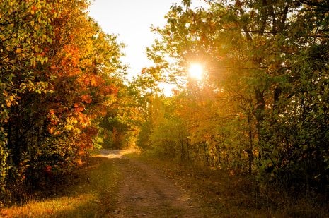 Michigan Tech's newly named Model Forest includes the on-campus ski trails and the Ford Center Forest in Alberta, Michigan. 