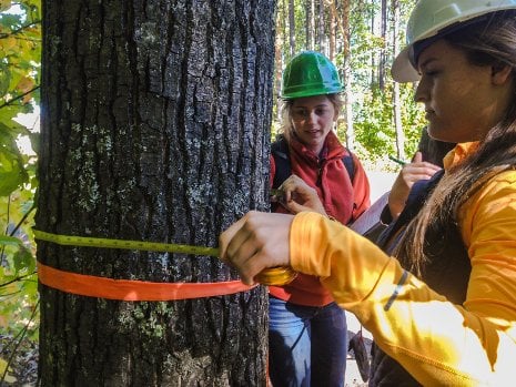 Students measuring trees.