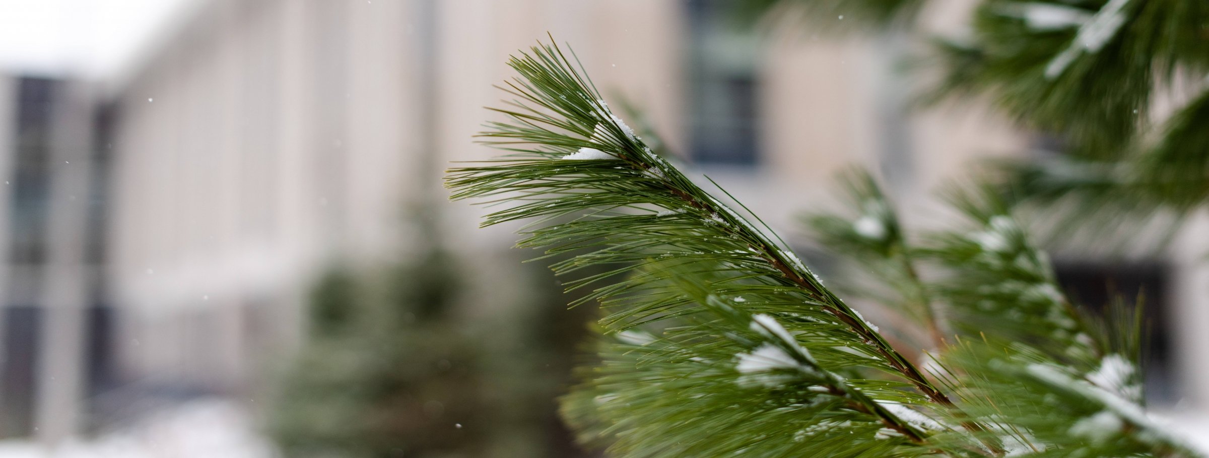 Pine tree branch with the library in the background.