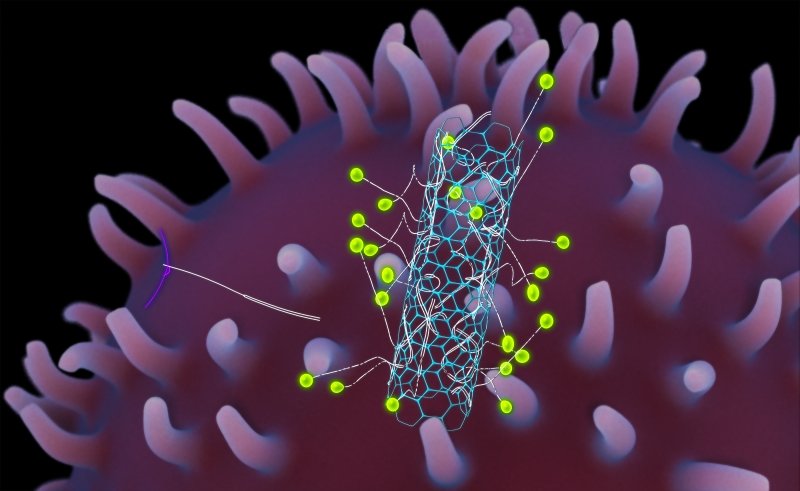 A graphic illustration of a fluorescent nanotube on a cell.