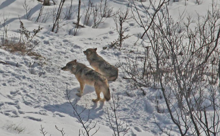 Wolves 1 According to the annual report, the Isle Royale wolves are no longer serving their ecological function.