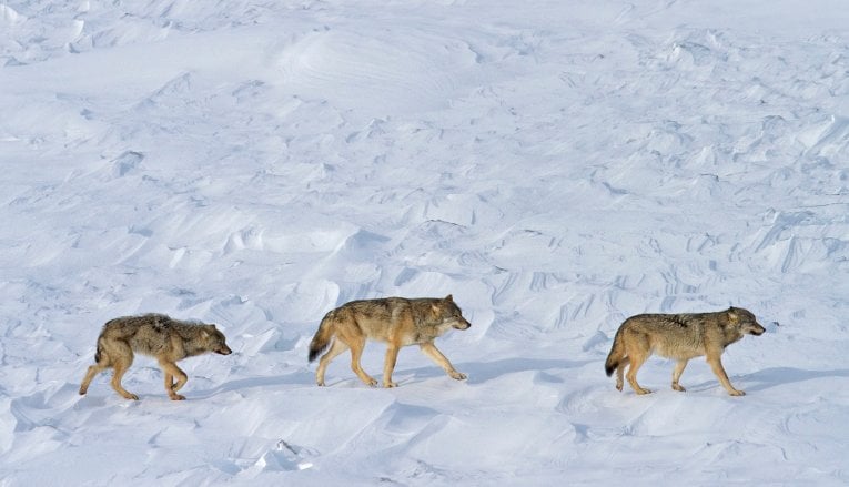 Wolves three In 2015, an approximately nine-month-old pup was spotted with the two adults. That pup was not seen in 2016 or 2017.