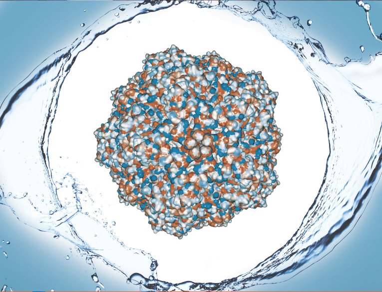 Virus Model The water-repellant shell of proteins that make of the capsid of a porcine parovirus was the focus of Caryn Heldt's study.