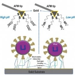 A diagram of illustrated Atomic Force Microscopy tips and the SARS-CoV-2 virus.