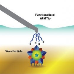 virus diagram with functionalized atomic force micrscope (AFM) tip
