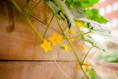 Squash blossoms.