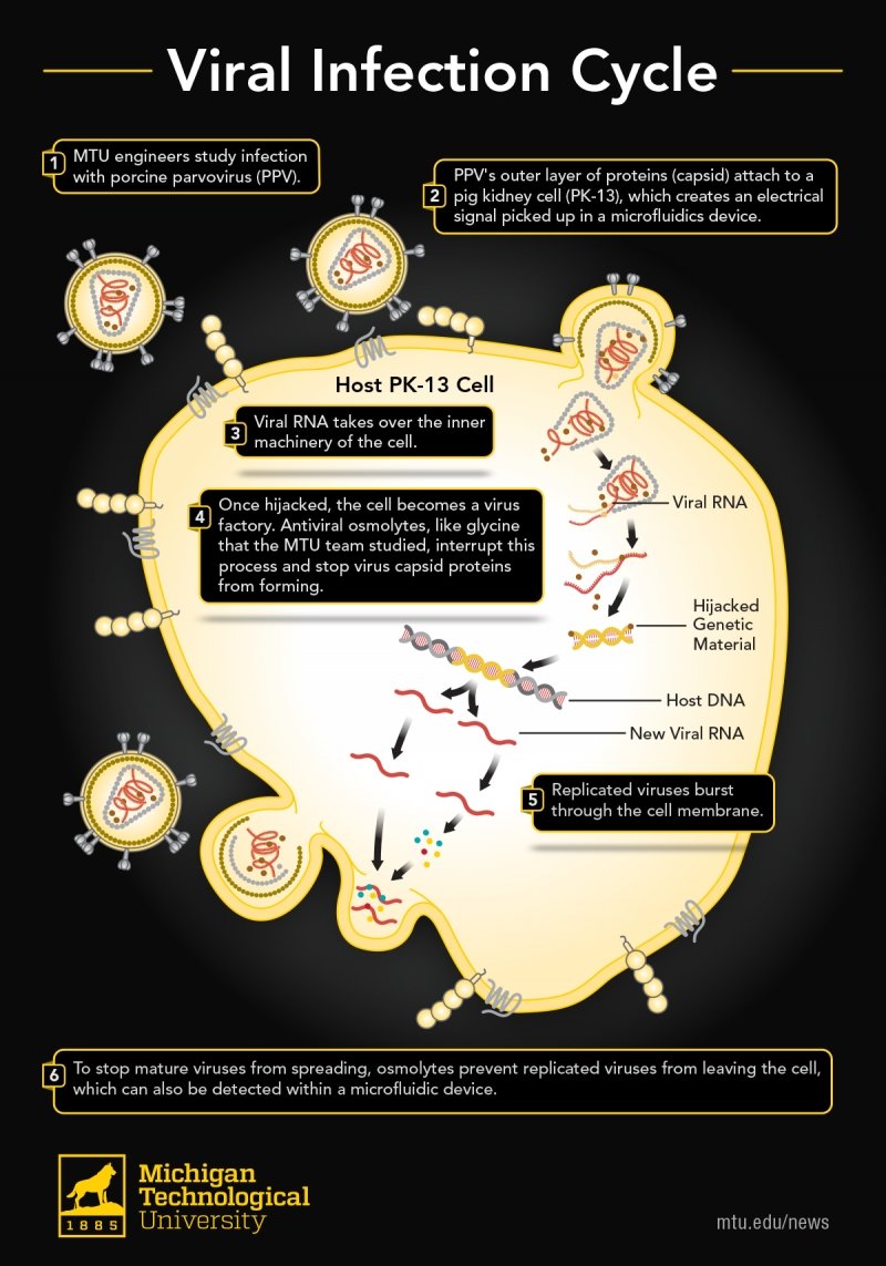 illustration of a virus hijacking a cell to replicate more viruses