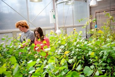 Two people in a greenhouse look at the plants.