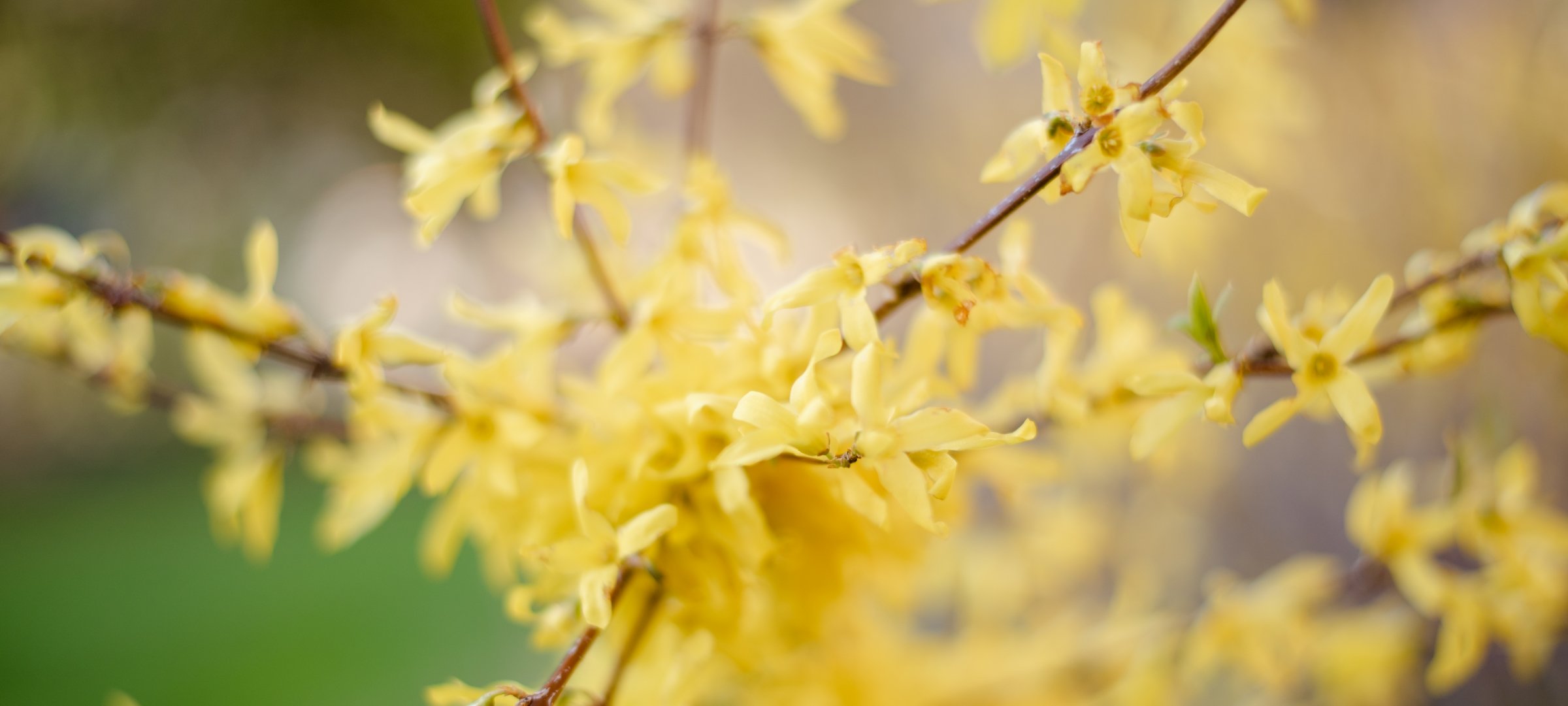 Close-up of yellow flowers on thin branches.