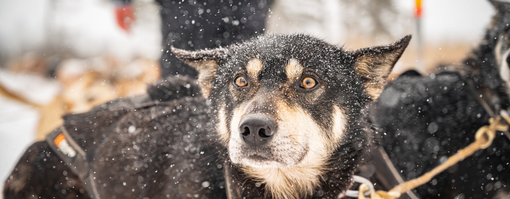 Husky on a snowy day