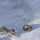 Huskies Research the Pack - Wolves living their best lives. Moose, not so much. The reason might not be what you think. Read about the latest Isle Royale Winter Study report on Michigan Tech News to learn more about the longest predator-prey study of its kind in the world. (Image credit: Sarah Hoy)