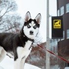 Give Back to the Pack - Join Huskies around the world for Tech’s 48-hour giving challenge called Give Pack to the Pack. The event runs February 8-11 during Winter Carnival. But you don’t have to wait. Give now and know that your gift—big or small—will make an immediate impact on our students and community. Thank you!