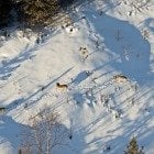 Research in the Wild - Tech's 64th annual Isle Royale Winter Study shows re-introduced wolves on firm footing and a moose population in sharp decline, mostly due to starvation. Get the latest details on the world-renowned study on Michigan Tech News.