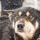 Peaceful Winter Pause - Thanks for your hard work, heart, and resilience this semester, Huskies. We wish you and all of Husky Nation a restful winter break!