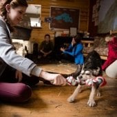 Puppy pulling a rope with a student sitting.